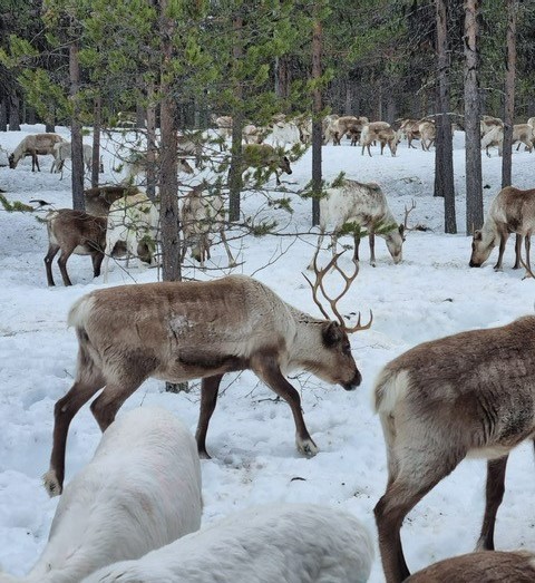 Structural Inequality and the Sámi: Challenging Equality in the Nordic Welfare&nbsp;States